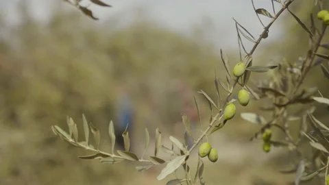 Olive trees in olive grove 4K 60 FPS Stock Footage 219609530