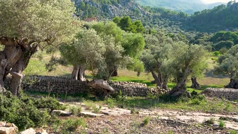 Olive trees, olive grove, stonework, fence. Nature of Mallorca. Stock Footage 280986741
