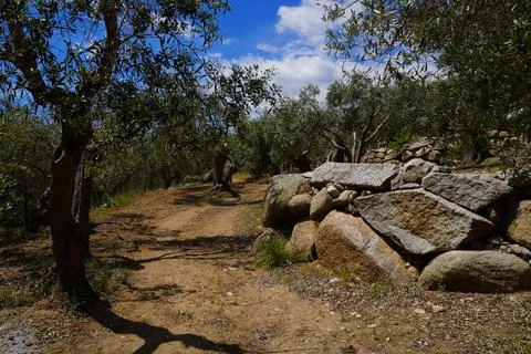 Olive trees. Olive trees between huge stones 스톡 사진