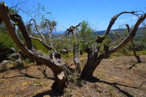 Olive trees. Olive trees between huge stones Stockfoto's