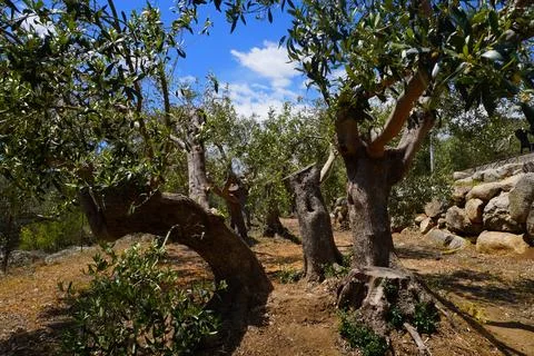 Olive trees. Olive trees between huge stones Stock-Fotos