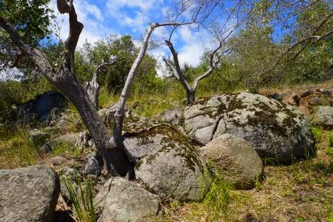 Olive trees. Olive trees between huge stones 스톡 사진