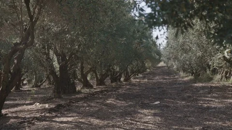 Olive Trees in an Orchard, Israel, suitable for Green Screen Background Stock Footage 86407751