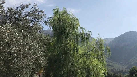 Olive trees overlooking an old village in Mallorca Stock Footage 122170665