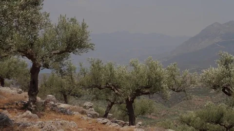 Olive trees on the Peloponnes Stock-Footage 77734573