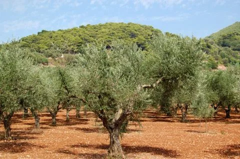 Olive trees Stock-Fotos