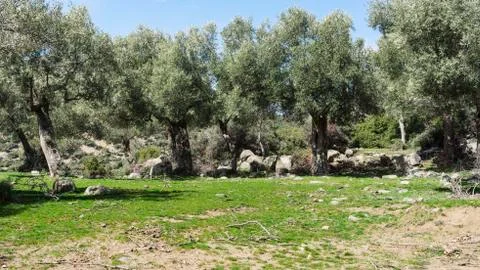 Olive trees Stock Photos