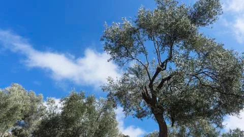 Olive trees Stock Photos