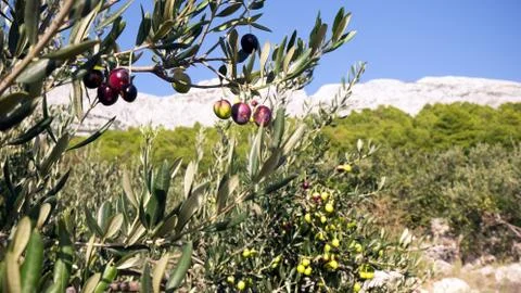 Olive trees 库存照片