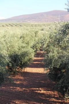 Olive trees Stock Photos