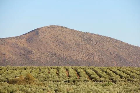 Olive trees Stock Photos