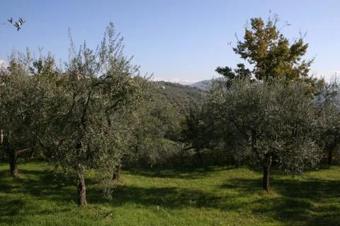Olive trees 스톡 사진