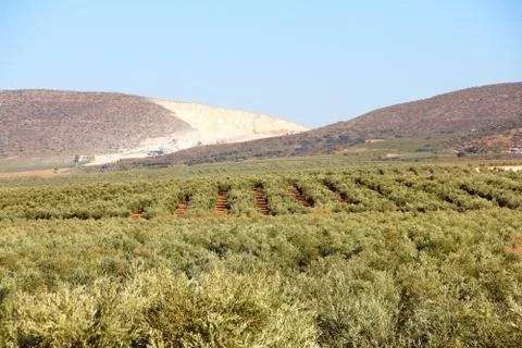 Olive trees 스톡 사진