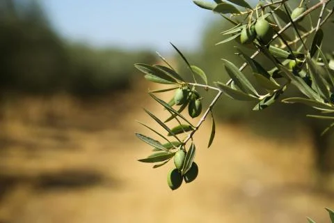Olive trees Stock Photos