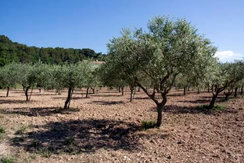 Olive trees Photos