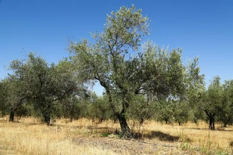 Olive Trees Stock Photos
