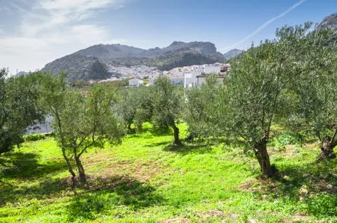 Olive trees Stock Photos