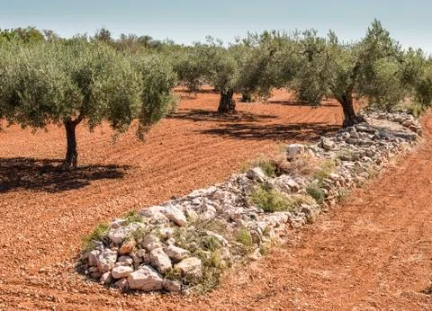 Olive trees Stock Photos