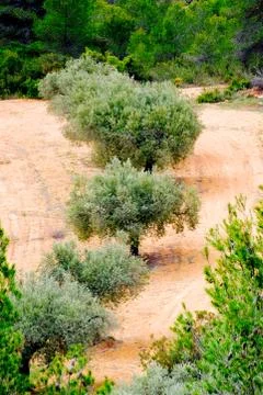 Olive trees Stock Photos