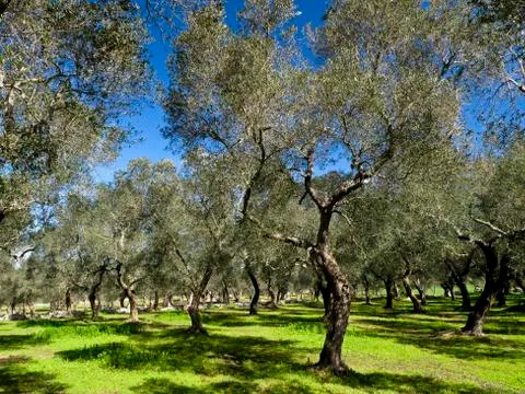 Olive trees Stock Photos