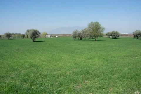 Olive trees Stock Photos