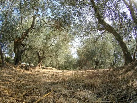 Olive trees Foto stock