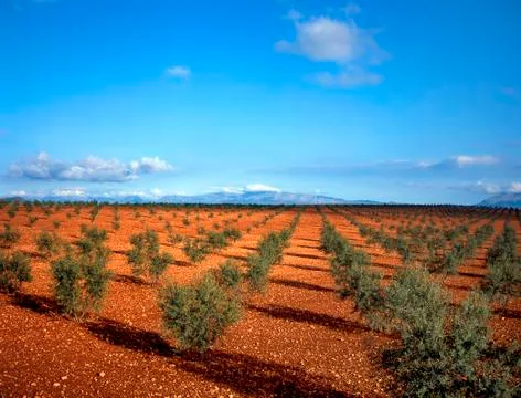 Olive trees Stock Photos