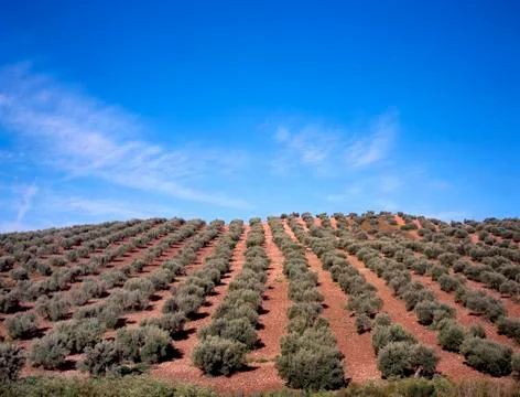 Olive trees Stock Photos