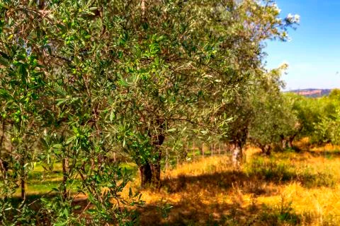 Olive trees Foto stock