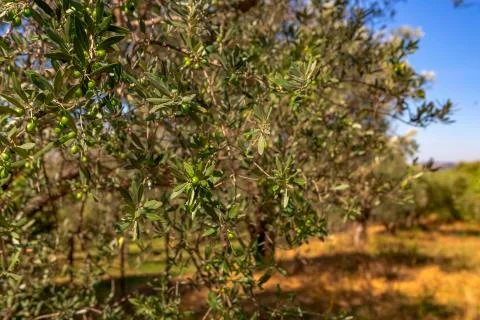 Olive trees Foto stock