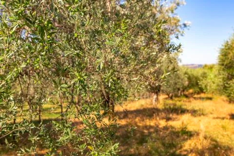 Olive trees Foto stock