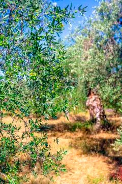 Olive trees Foto stock