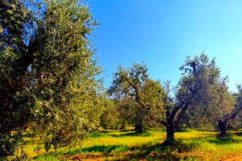 Olive trees Foto stock