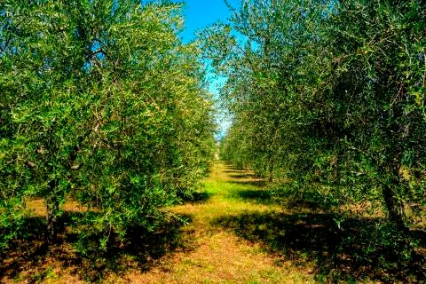 Olive trees Foto stock