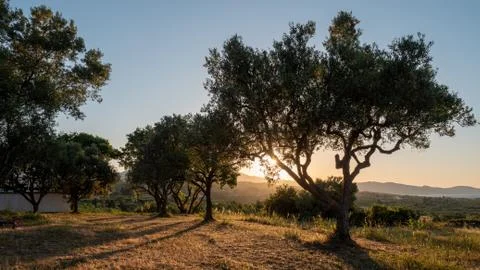 Olive trees Stock Photos