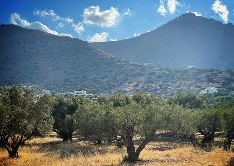 Olive trees Stock Photos