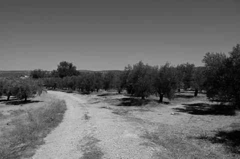 Olive trees 写真素材