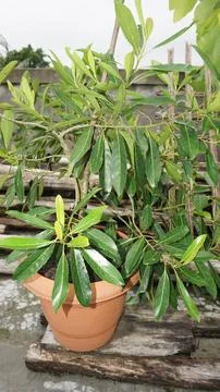 Olive trees Stock Photos