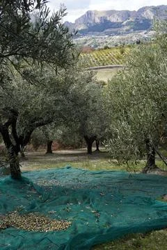 Olive trees. 스톡 사진