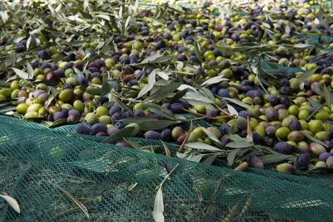 Olive trees. Foto stock