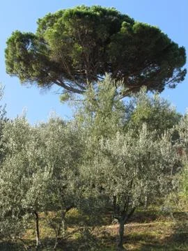 Olive trees with pine tree as background Stock Photos