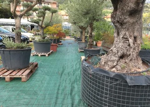 Olive trees, pine trees, conifers in plastic pots outdoors in Europe. Garden Stock Photos