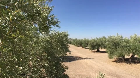 Olive trees plantation. The camera moves slowly between the olive trees, Jaen, S Stock Footage 68102540