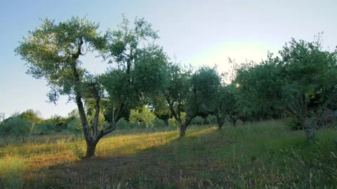 Olive trees at a plantation during summer sunset in Tuscany, Italy. Stock Footage 157409643