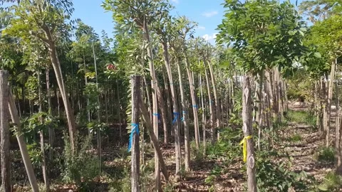 Olive trees plantation 스톡 동영상 168127087