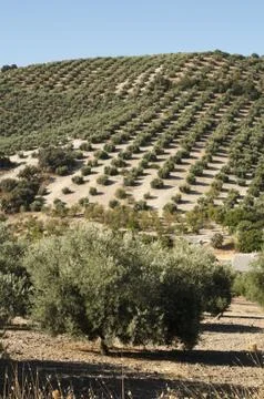 Olive trees in plantation Stock Photos