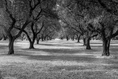Olive trees plantation Stock-Fotos