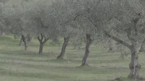 Olive trees on the plateau 스톡 동영상 154662549