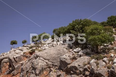 Olive trees in a rocky, dry landscape on Crete Stock Photos