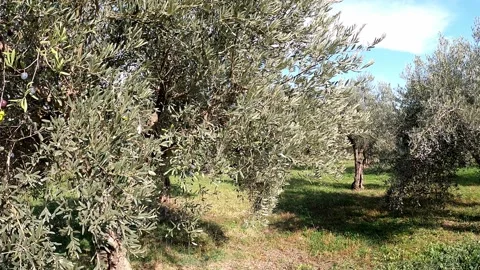 Olive trees in a row at a field in Greece Stock Footage 143291590